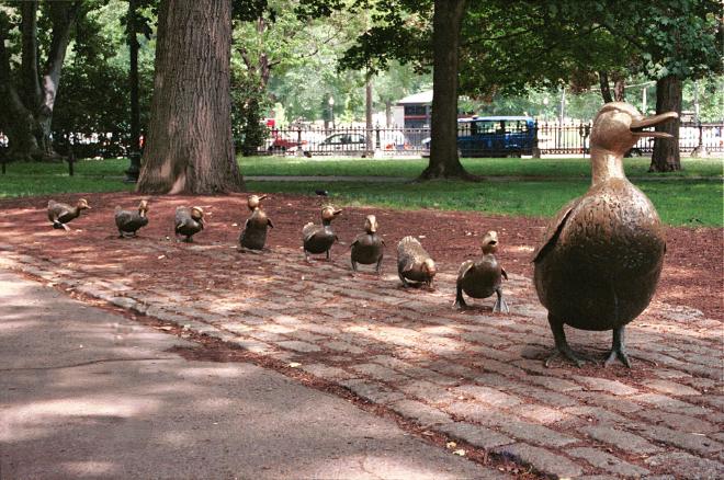 The ducks in question