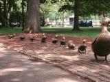 The ducks in question