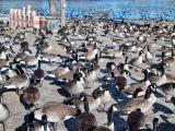 A lot of geese.
