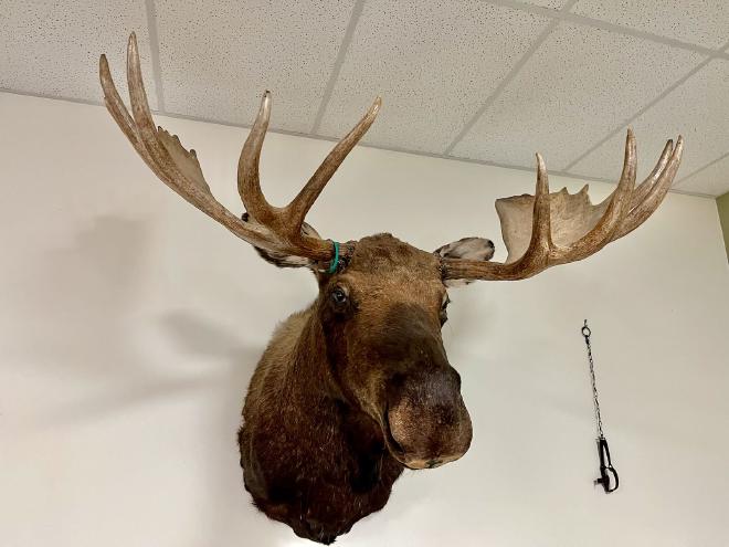 A stuffed moose head
