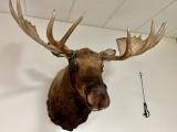 A stuffed moose head