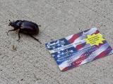A huge beetle