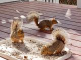 Some of our squirrels