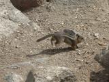 A chipmunk disappears